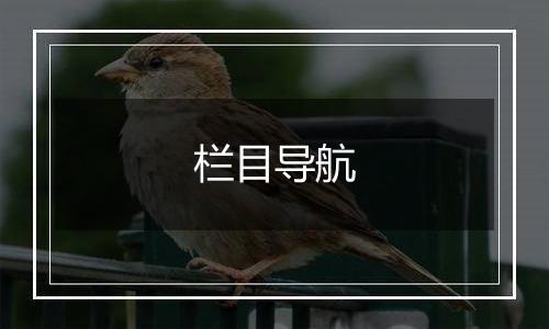 栏目导航